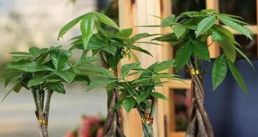 复合肥的营养让发财树更茂盛（选择正确肥料）