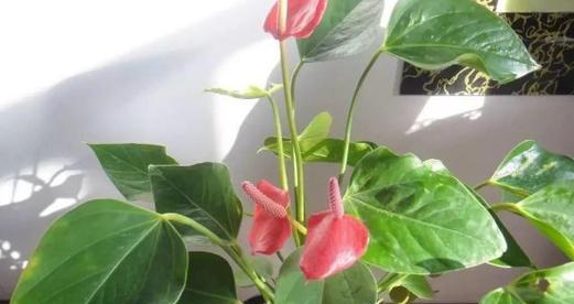 复合肥浇红掌的效果和使用技巧（如何用复合肥让红掌更健康生长）