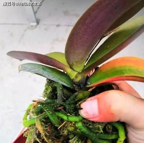 复合肥适合蝴蝶兰吗（科学施肥才能让蝴蝶兰健康成长）
