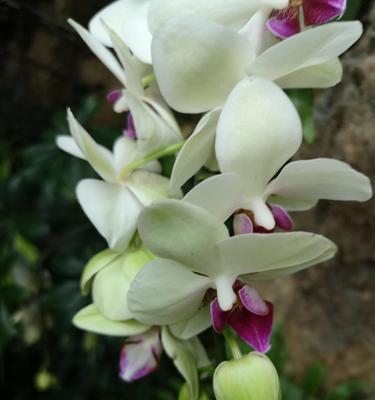 以兰花花语（探索兰花的花语及其婀娜多姿的外观）