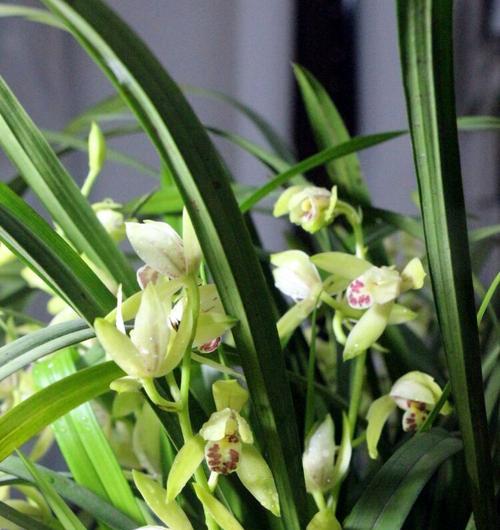 以兰花花语（探索兰花的花语及其婀娜多姿的外观）