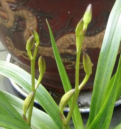 兰花开花的象征意义及其美丽之妙（探索兰花的象征意义和文化内涵）
