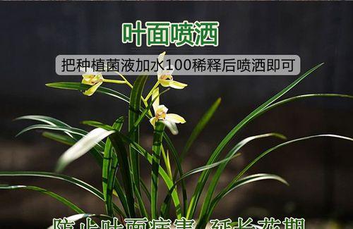 探秘兰花气根的神奇之谜（兰花气根的形成与功能解析）