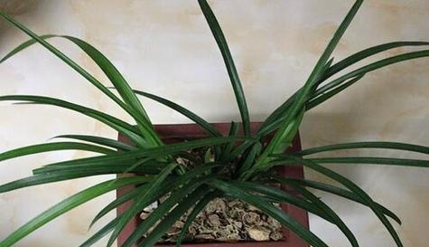 复合肥适合兰花吗（探究复合肥在兰花生长中的优点和不足）