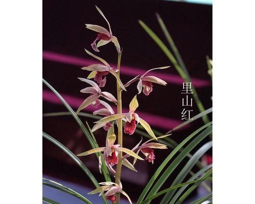 以兰花送人的寓意是什么（探究兰花作为礼物所代表的含义）