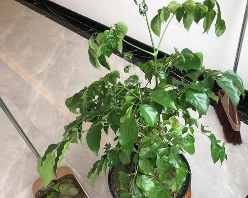 复合肥浇灌幸福树的妙用（探究复合肥营养特点与幸福树生长之间的关系）