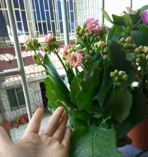 复合肥可否用于长寿花的浇水（解读复合肥对长寿花的影响及使用方法）