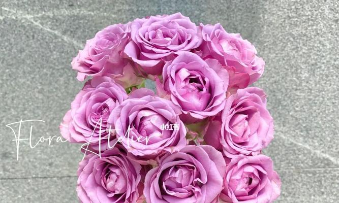 冷美人玫瑰（解读玫瑰花中的柔美与坚强）