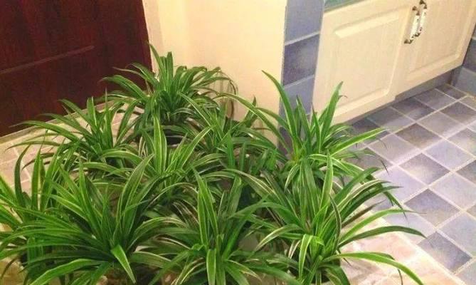 复合肥在花卉养殖中的应用（适合哪些花卉植物）