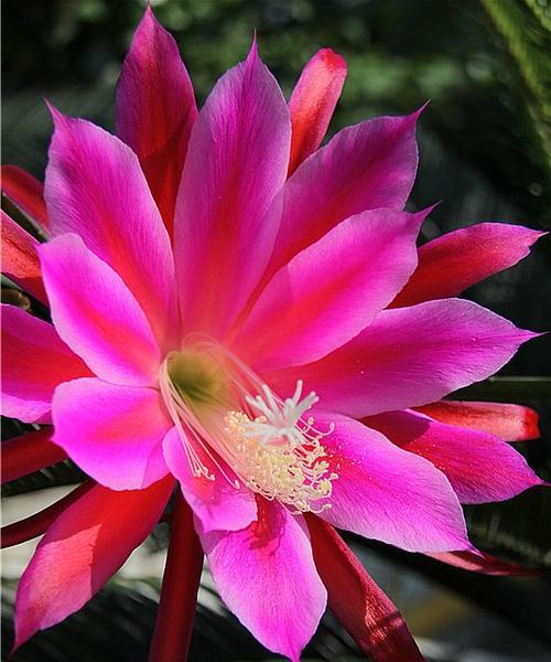 以令箭荷花的花语为主题的文章（探索令箭荷花的含义与魅力）