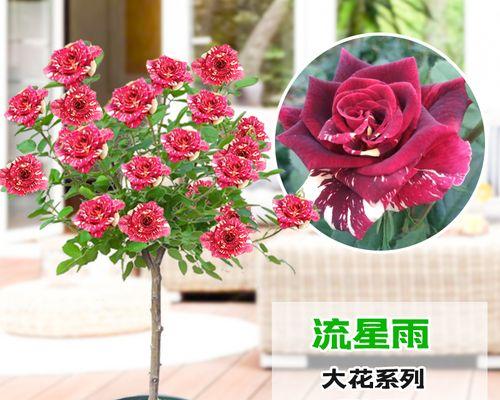 流星雨月季花花语（探寻流星雨月季花的浪漫花语）