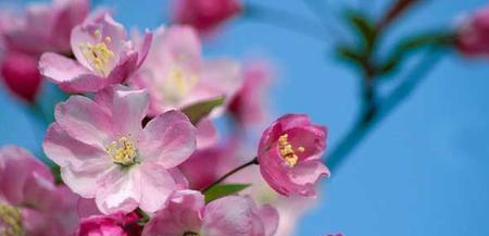 龙须海棠的花语传递爱的情感（绽放爱的花朵）