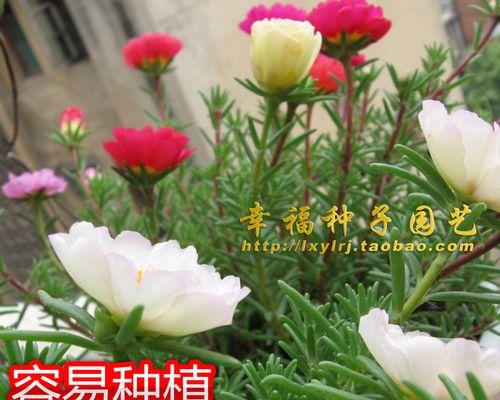 龙须牡丹花语（探寻龙须牡丹的花语和象征意义）