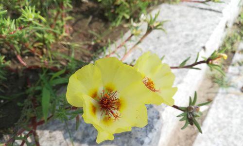 龙须牡丹花语（探寻龙须牡丹的花语和象征意义）