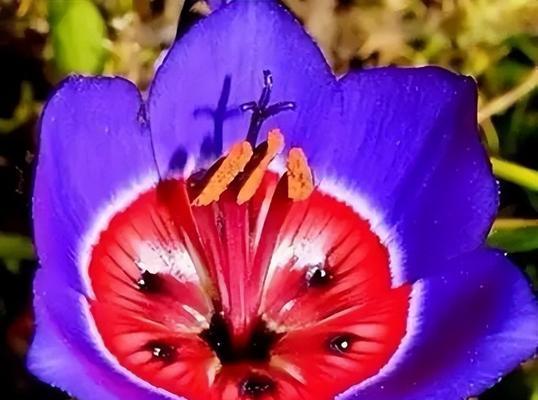 龙须牡丹花语（探寻龙须牡丹的花语和象征意义）