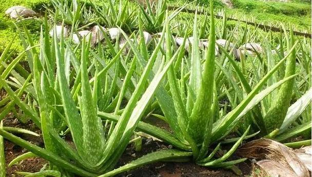 芦荟的花语和传说故事（揭秘芦荟的神奇花语和美丽传说）