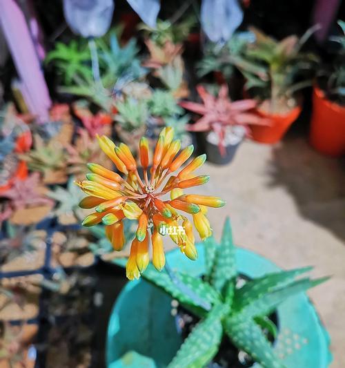 芦荟多肉植物花语-健康与幸福的象征（探寻芦荟多肉植物的美妙花语）