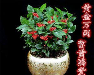 如何成功种植富贵满堂花（从选种到施肥）