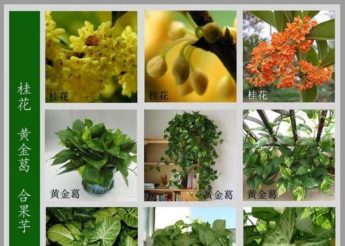 如何成功种植富贵满堂花（从选种到施肥）