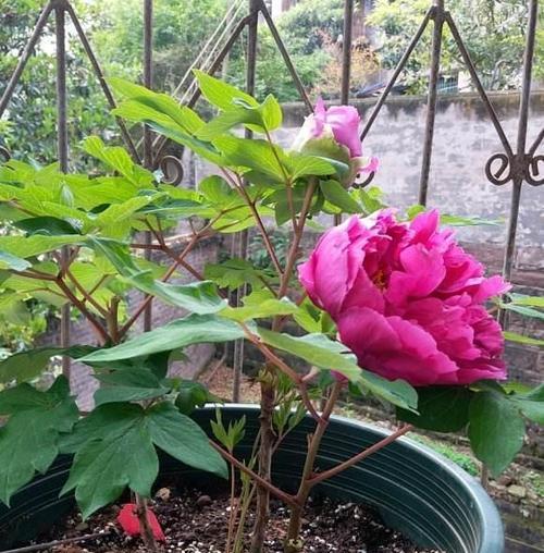 如何成功种植富贵满堂花（从选种到施肥）