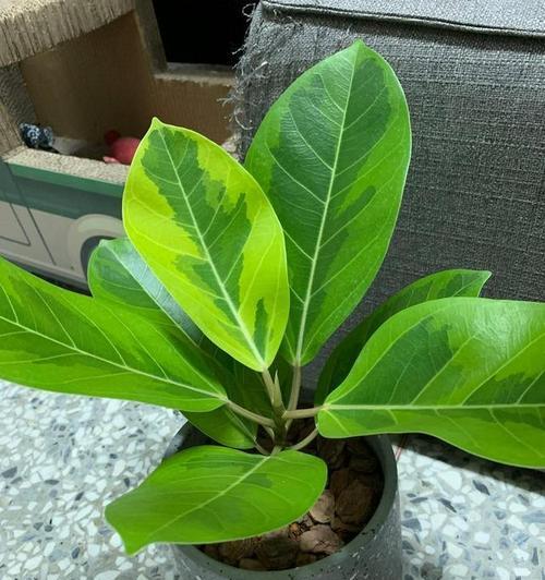 如何养护富贵榕实现繁茂生长（一步步教你养富贵榕）