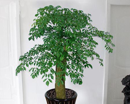 如何正确养殖富贵树（富贵树养殖的注意事项与技巧）