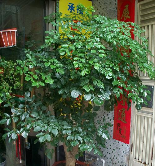 如何正确养殖富贵树（富贵树养殖的注意事项与技巧）