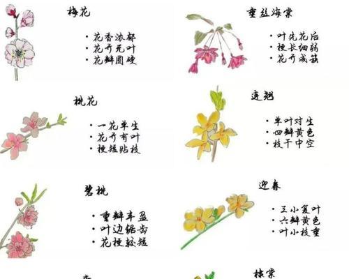 揭秘富贵树和幸福树的区别（富贵树与幸福树）