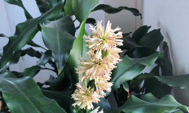 富贵树开花了！花朵的种类和特点是什么（探秘富贵树的神奇之处）