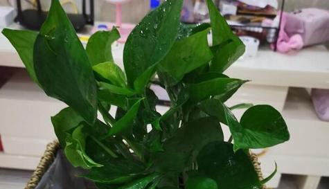 绿萝开花（绿萝盛开的奇迹与生活的寓意）