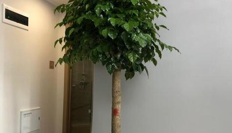 如何正确浇水富贵树（养护富贵树）
