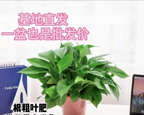 绿萝（探寻绿萝的神奇魅力与象征意义）