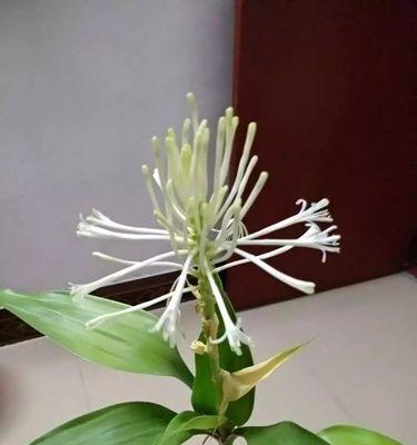 富贵树开花是什么征兆？——解密富贵树开花的奥秘