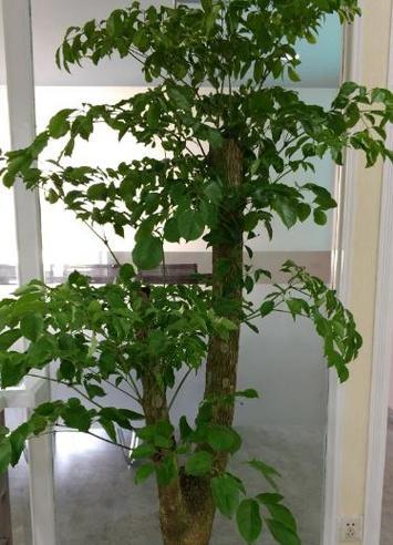 富贵树开花是什么征兆？——解密富贵树开花的奥秘