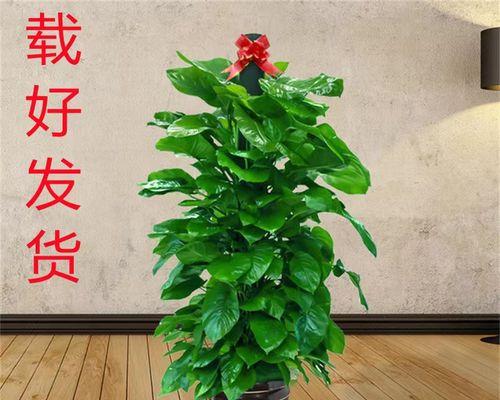 绿萝柱——生命力与希望的象征（探索绿萝柱的寓意与意义）