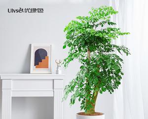 富贵树——神奇的甲醛净化剂（揭秘富贵树的甲醛净化能力）
