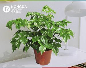 富贵树——神奇的甲醛净化剂（揭秘富贵树的甲醛净化能力）