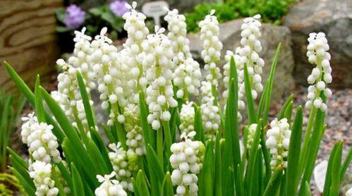 绿色风信子花语（春天的到来）