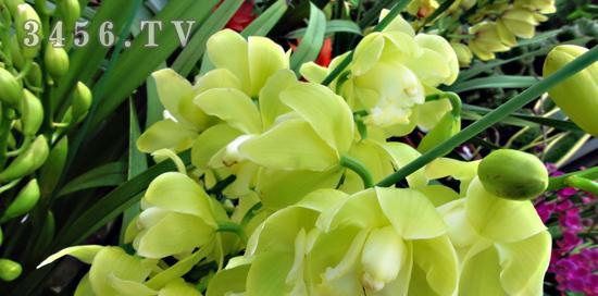 绿色惠兰花语，传递自然与美的信息（以花语为媒介）