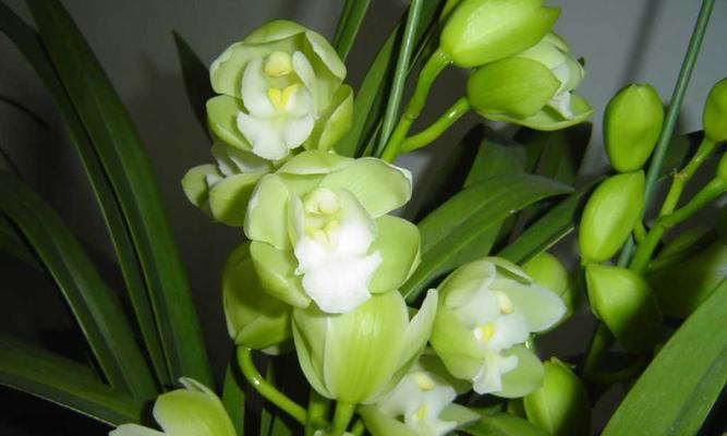 绿色惠兰花语，传递自然与美的信息（以花语为媒介）