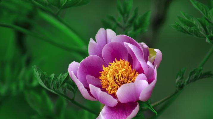 绿色牡丹花的寓意与魅力（揭开绿色牡丹花的神秘面纱）