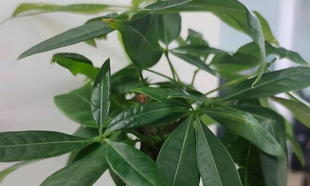 富贵树叶子下垂原因及解决方法（让富贵树重获生机的实用技巧）