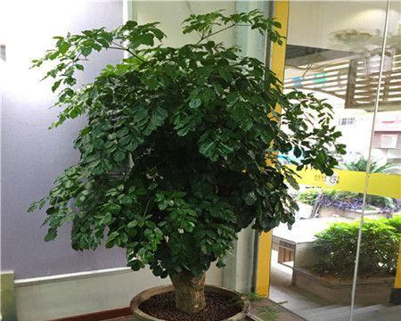 如何正确选择和使用富贵树的肥料（为您详细介绍富贵树的肥料类型及使用方法）