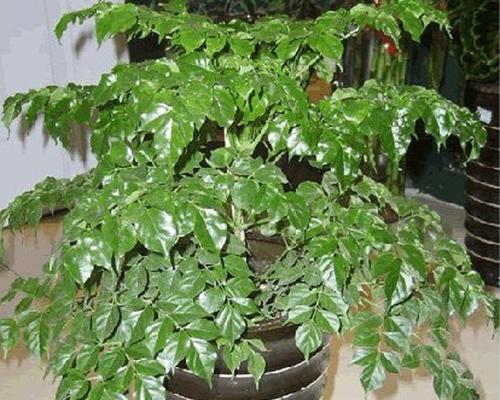 如何正确选择和使用富贵树的肥料（为您详细介绍富贵树的肥料类型及使用方法）