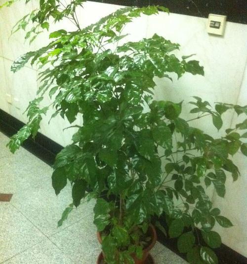 富贵树的养殖技巧与秘诀——打造茂盛健康的“富贵家族”