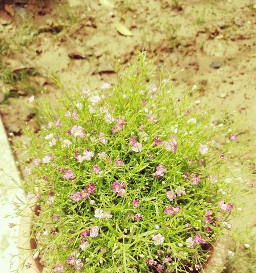 满天星花的象征意义及文化背景（探寻满天星花的神秘面纱——从花语到文化寓意）
