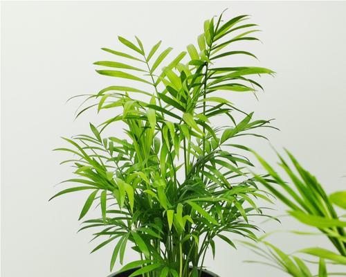 富贵椰子开花盛宴（富贵椰子的魅力与开花效果一览）