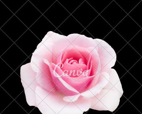 玫瑰花瓣的含义（探索玫瑰花瓣的象征意义及文化内涵）