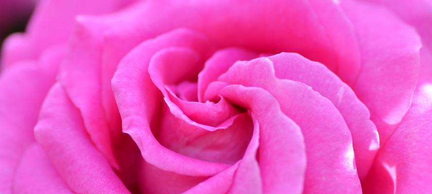 玫瑰花瓣的含义（探索玫瑰花瓣的象征意义及文化内涵）