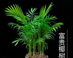 一年生长多高（一年生长多高）